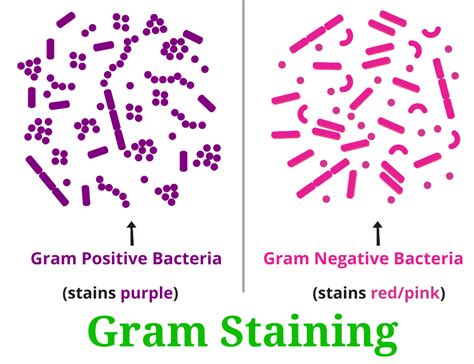 Gram Staining Reaction