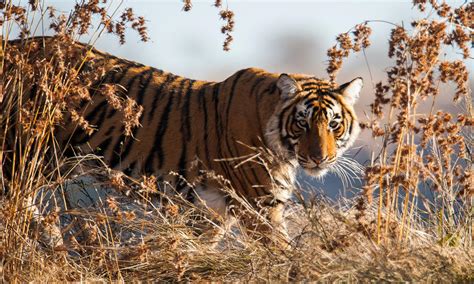 When the directors of the netflix documentary tiger king came to us five years ago they said they wanted to make the big cat version of blackfish (the documentary that exposed abuse at seaworld) that would expose the misery caused. 4 unseen benefits of protecting tigers and their habitat ...