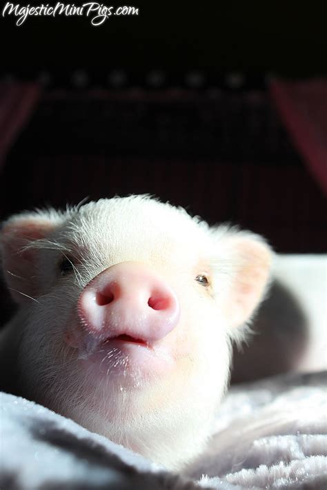 Pink Teacup Piglet From Cute Baby Pigs Baby