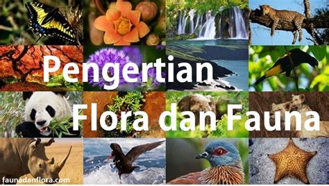 Kliping Persebaran Flora Dan Fauna Di Indonesia Beserta Gambarnya Sketsa