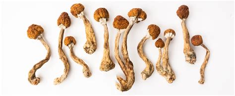 Psilocybin Mushrooms And Americas Great Psychedelic Awakening Magic Mushrooms North Spore