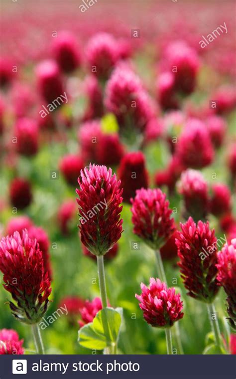 Trifolium Incarnatum Known As Crimson Clover Or Italian Clover German Inkarnatklee Stock