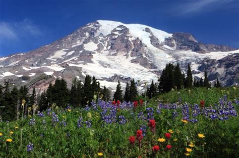 Mount Rainier Free For National Parks Week Q13 Fox News