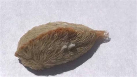 Hairy Caterpillar With Venomous Spines Found In Virginia Prompting
