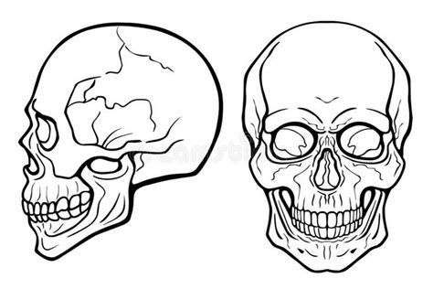 Lineal Drawing Human Skull Frontal View Profile View Monochrome