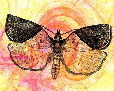 Amazing Insect Art By Gail Morrison Insect Art Insects Natural