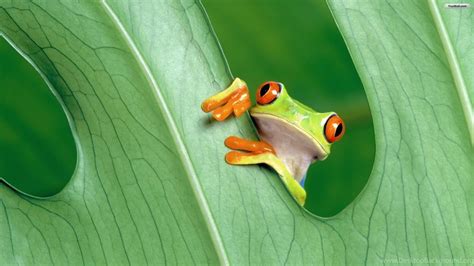 Cute Frog Backgrounds Wallpapers Cave Desktop Background