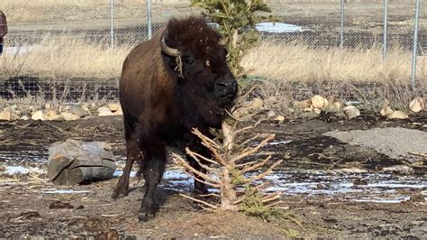 Yellowstone Wildlife Sanctuary Welcomes New Bison Billings News