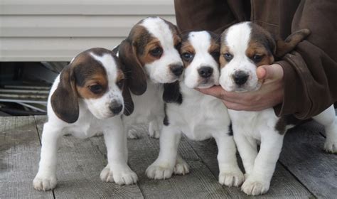 Get advice from breed experts and make a safe choice. Beagle Puppies For Sale | Richmond, VA #185580 | Petzlover