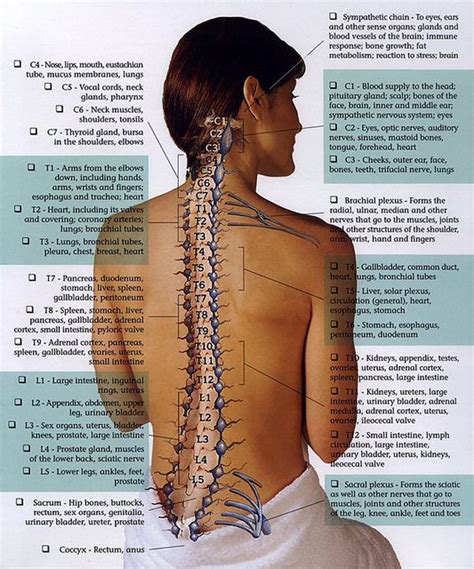 Spinal nerves innervate the entire body, with the exception of the head. nerve chart | Chiropractic care, Health, Massage therapy