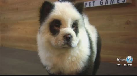 Controversy Over Chow Chow Dogs Painted As Pandas Youtube