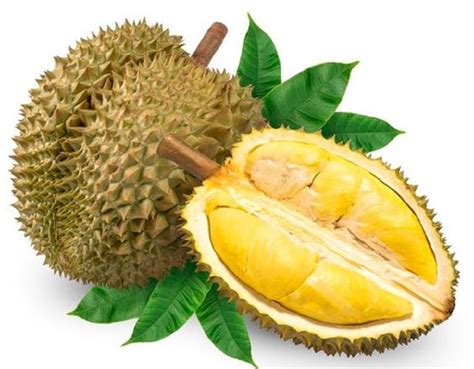 Jarang Diketahui Inilah 5 Manfaat Buah Durian Bagi Kesehatan Tubuh