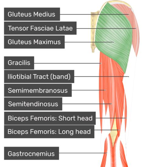 Glutes Diagram Gluteus Maximus Anatomy Anatomy Diagram Book