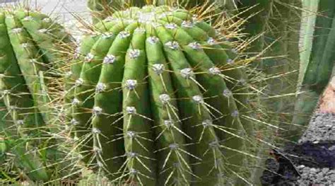 Evita las plantas con espinas dañadas o las que parezcan magulladas, larguiruchas o torcidas. TIPOS DE PLANTAS ORNAMENTALES Y BENEFICIOS