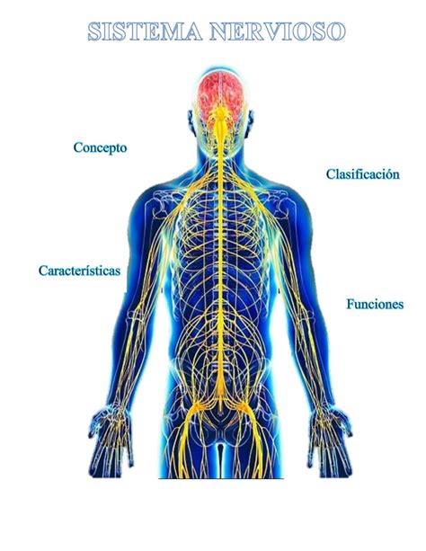 8 Ideas De El Sistema Nervioso Sistema Nervioso Nervi Vrogue Co