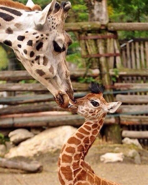 Pin By Anita Hart On Cute Animals Cute Animals Giraffe Baby Giraffe