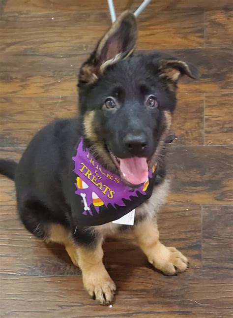 A born protector, the german shepherd will provide. German Shepherd Puppies For Sale | Newark, NJ #310450