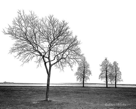 Four Trees Photograph By Glenn Mohs Fine Art America