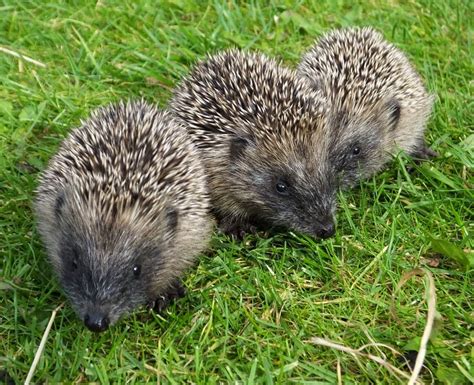 Introducing the Hedgehog and Lighting Project - The Mammal Society