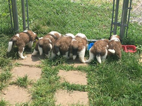 We'll do all the heavy please don't hesitate to call us or chat with us online. Saint Bernard puppy dog for sale in Clarksville, Tennessee