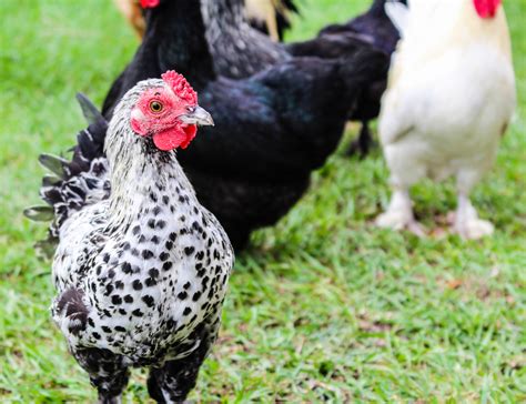 The Best Chickens For Ornamental Use Blains Farm And Fleet Blog