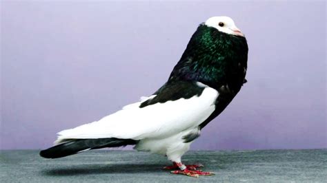 Top 10 Most Beautiful Fancy Pigeon Collection Amazing Exotic Fancy