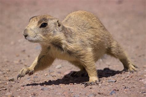 The Multicolored Diary U Is For Utah Prairie Dogs Folktales Of