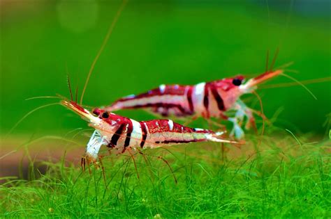 Most Favorite Types Of Freshwater Shrimp For Aquarium