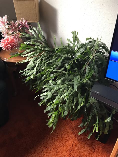 Christmas cactus blooms once a year around christmas. My dad's Christmas/Easter/Thanksgiving(?) Cactus (blooms ...