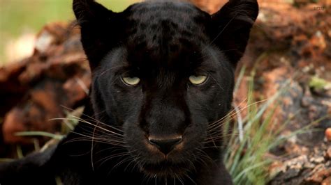 Black Panther wallpaper | 1920x1080 | #45779