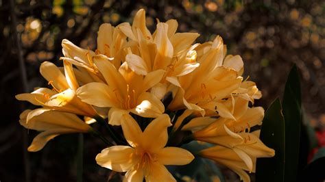 Wallpaper Nature Yellow Flowers Plants Blossom Bokeh Flower