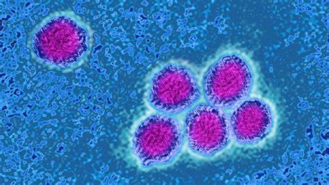 On may 10, the u.s. As COVID-19 continues, experts warn of next pandemic ...