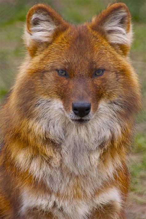 Dhole By James Selwood The Dhole Cuon Alpinus Is A Species Of Wild