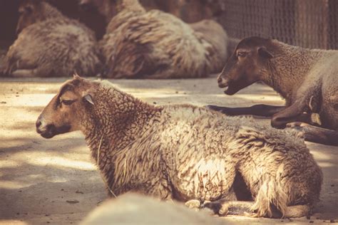 Free Photo Brown Coated Animal Adorable Animal Close Up Free