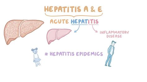 Hepatitis A And Hepatitis E Virus Video And Anatomy Osmosis