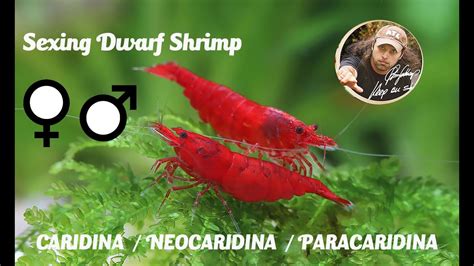 Sexing Dwarf Shrimp Caridina Neocaridina And Paracaridina Youtube