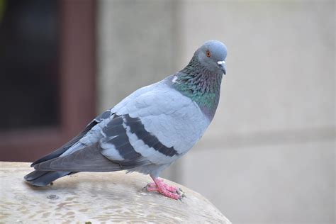 Do You Want To Keep Homing Pigeon As A Pet These Are The Things That