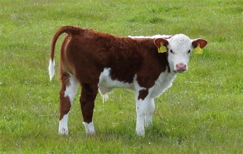 Organic Starburst Herefords Page 2 Fluffy Cows Hereford Cows Cute Cows