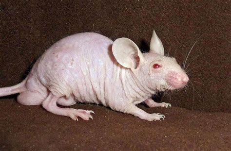 23 Hairless Animals You Wont Recognize 9 Is Just A Big Pile Of Weird
