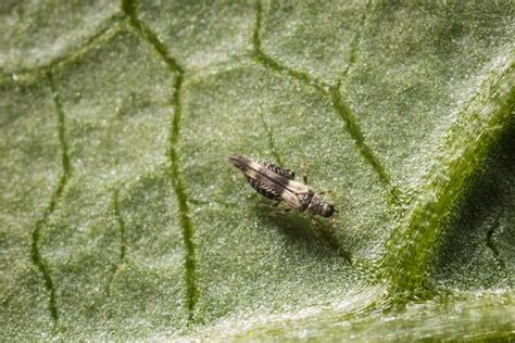 Bean Thrips On Bean Leaf Adult Applied Biological Control Research
