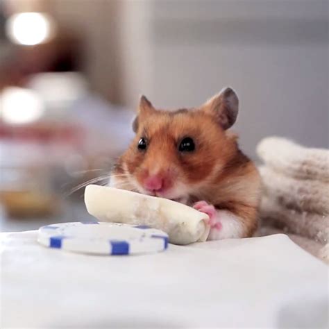 You Owe It To Yourself To Watch Hamsters Eat Tiny Burritos Hamster Hamster Pics Hamster Eating