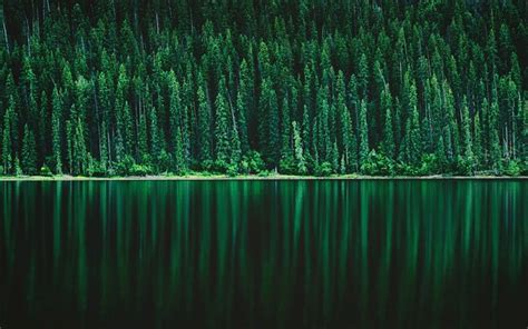 Indir Duvar Kağıdı Orman Göl Yeşil Ağaçlar Güzel Doğa Göl Manzarası