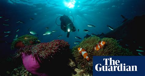 Finding Nemo We May Be Losing Him Says Climate Study Environment