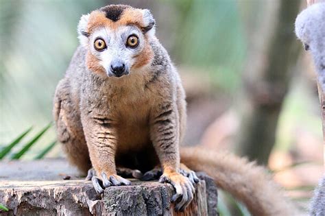 Crowned Lemurs Meet Them At Zoo Leipzig