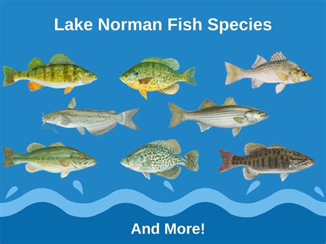 Fishing In Lake Norman The Complete Guide