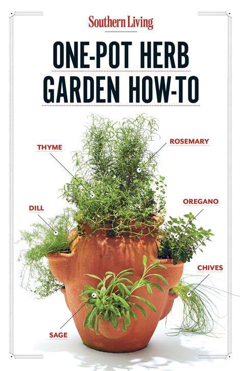 How To Grow Your Own One Pot Herb Garden Vegetable