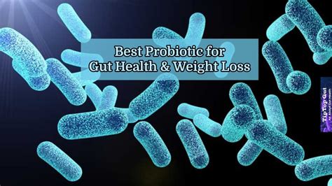 Best Probiotic For Gut Health And Weight Loss An Ultimate Guide 2022