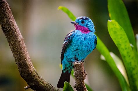 Image flickr-2 : Spangled cotinga (male) | Mathias Appel | Flickr