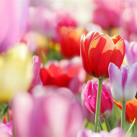 20 Spring Flowers Wallpaper For Ipad Basty Wallpaper