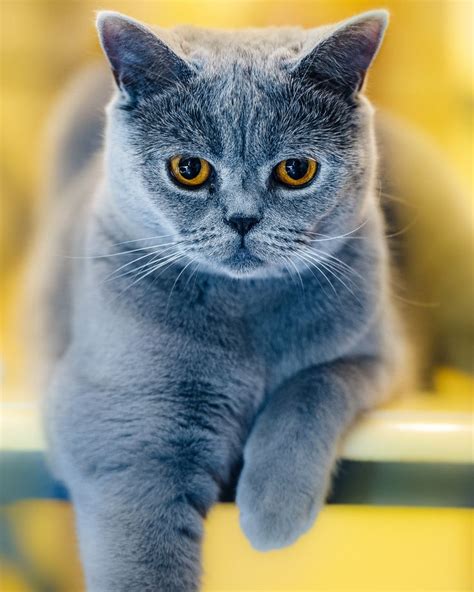 391 Best British Shorthair Blue Images On Pinterest Kitty Cats